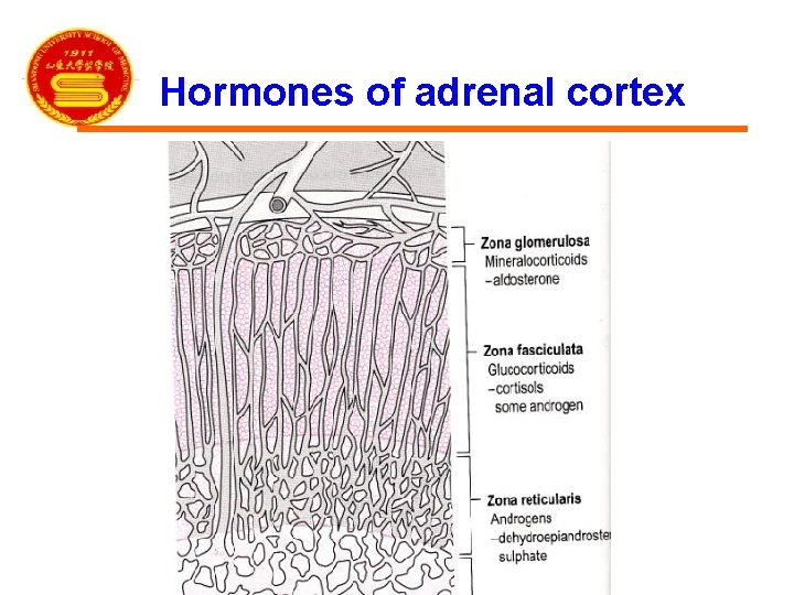 Hormones of adrenal cortex 