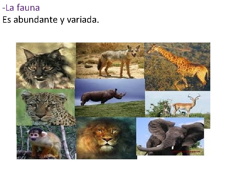 -La fauna Es abundante y variada. 