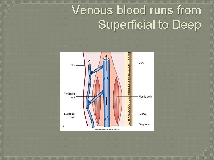 Venous blood runs from Superficial to Deep 