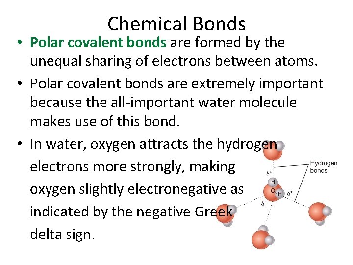 Chemical Bonds • Polar covalent bonds are formed by the unequal sharing of electrons