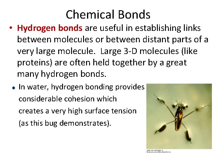 Chemical Bonds • Hydrogen bonds are useful in establishing links between molecules or between