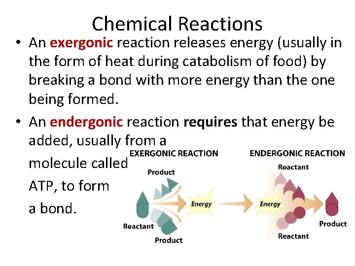 Chemical Reactions • An exergonic reaction releases energy (usually in the form of heat