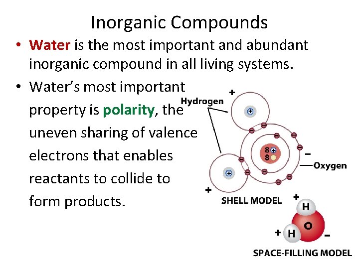 Inorganic Compounds • Water is the most important and abundant inorganic compound in all