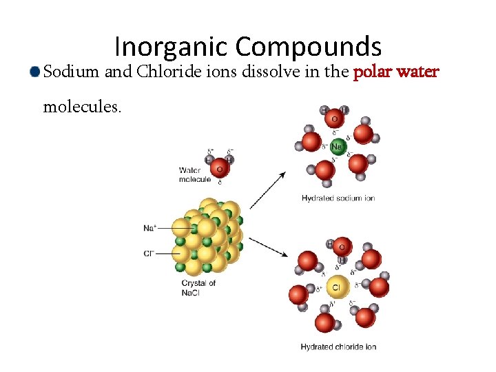Inorganic Compounds Sodium and Chloride ions dissolve in the polar water molecules. 