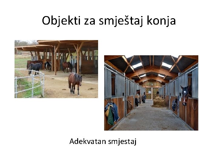 Objekti za smještaj konja Adekvatan smjestaj 