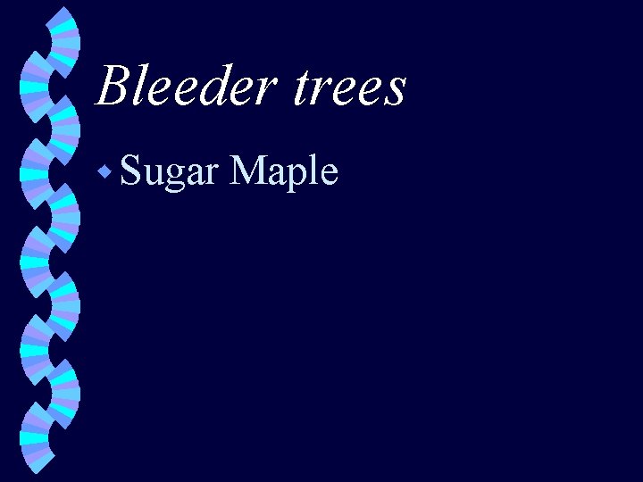 Bleeder trees w Sugar Maple 