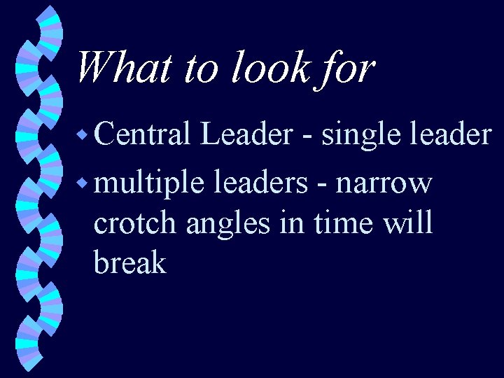 What to look for w Central Leader - single leader w multiple leaders -