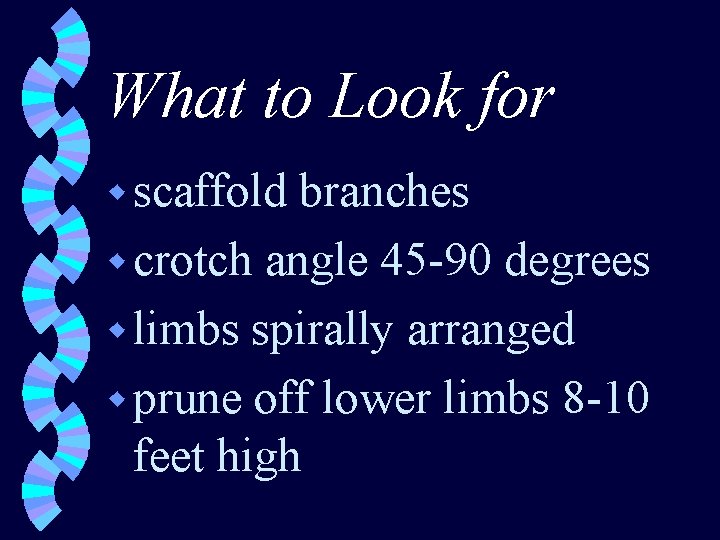 What to Look for w scaffold branches w crotch angle 45 -90 degrees w