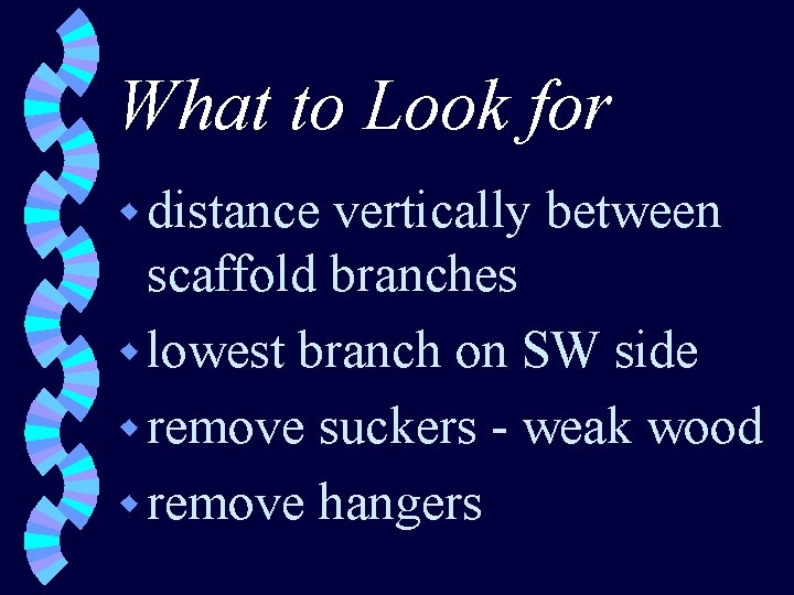 What to Look for w distance vertically between scaffold branches w lowest branch on