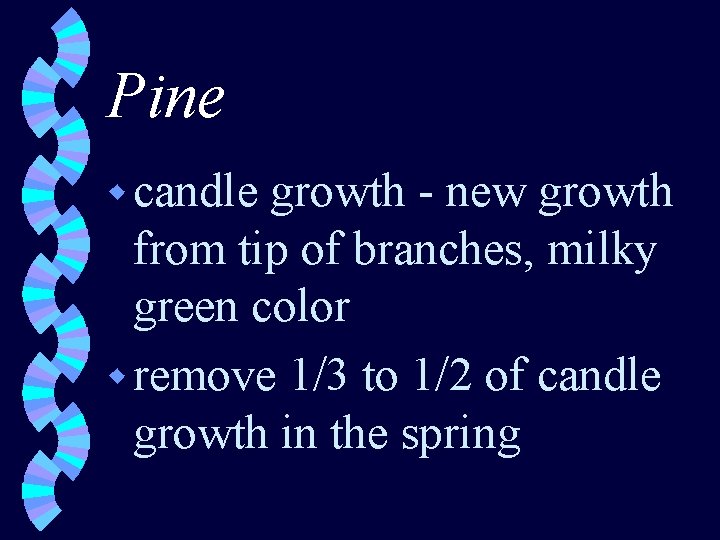 Pine w candle growth - new growth from tip of branches, milky green color