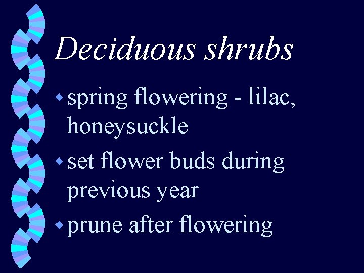 Deciduous shrubs w spring flowering - lilac, honeysuckle w set flower buds during previous