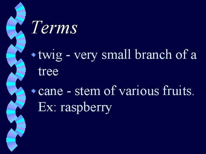 Terms w twig - very small branch of a tree w cane - stem