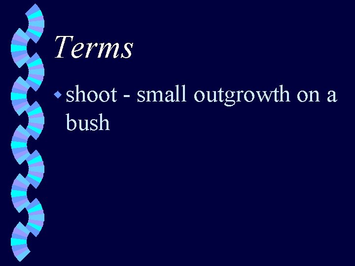 Terms w shoot bush - small outgrowth on a 