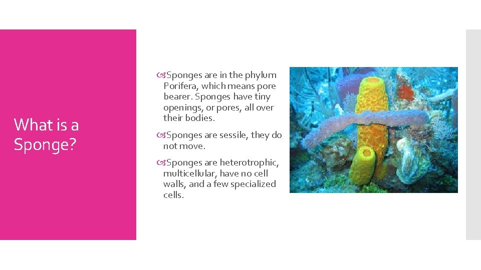 What is a Sponge? Sponges are in the phylum Porifera, which means pore bearer.