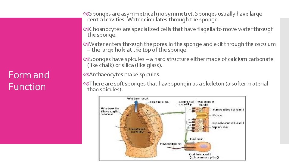  Sponges are asymmetrical (no symmetry). Sponges usually have large central cavities. Water circulates