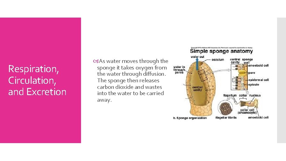 Respiration, Circulation, and Excretion As water moves through the sponge it takes oxygen from