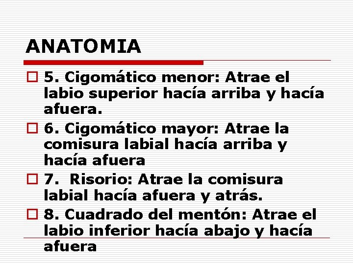 ANATOMIA o 5. Cigomático menor: Atrae el labio superior hacía arriba y hacía afuera.