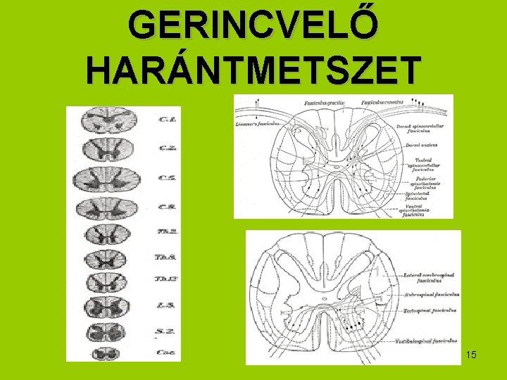 GERINCVELŐ HARÁNTMETSZET 15 