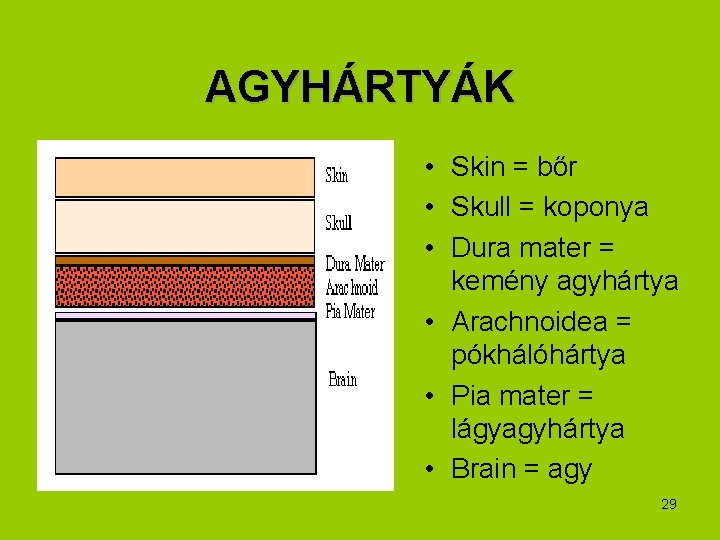 AGYHÁRTYÁK • Skin = bőr • Skull = koponya • Dura mater = kemény