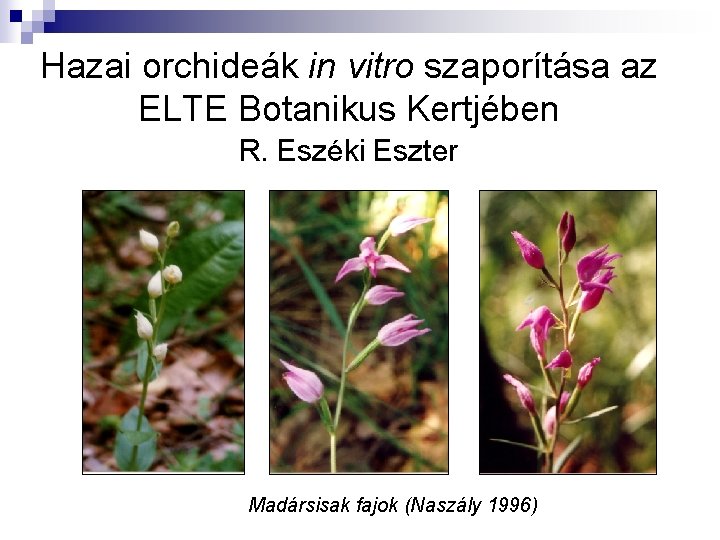 Hazai orchideák in vitro szaporítása az ELTE Botanikus Kertjében R. Eszéki Eszter Madársisak fajok