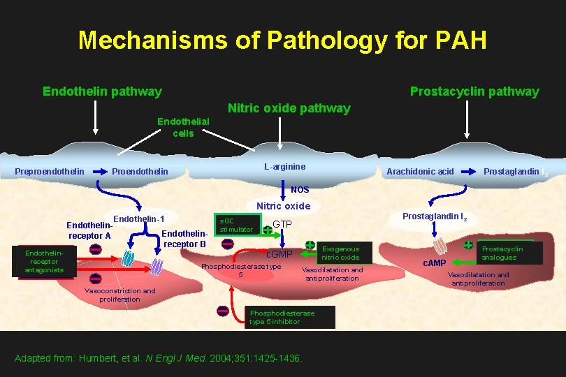Mechanisms of Pathology for PAH Endothelin pathway Prostacyclin pathway Nitric oxide pathway Endothelial cells