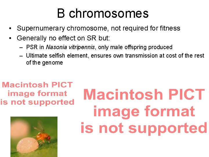 B chromosomes • Supernumerary chromosome, not required for fitness • Generally no effect on