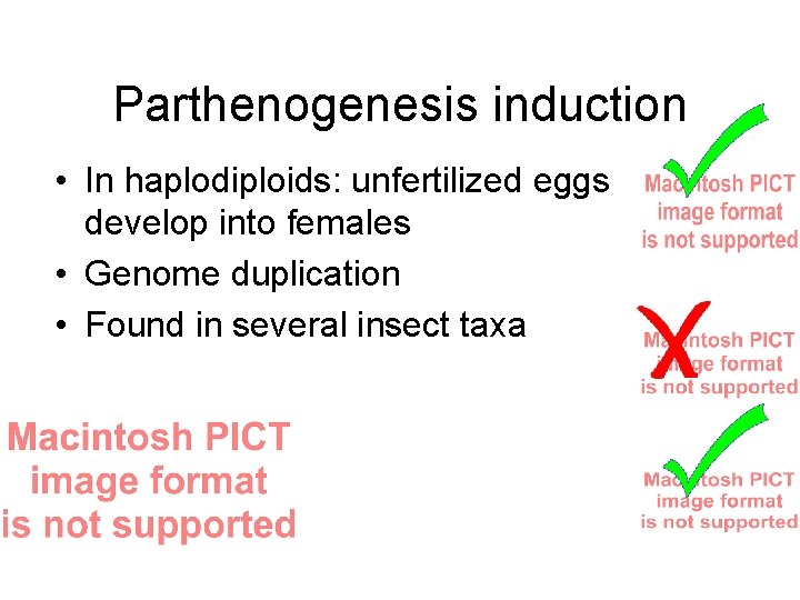 Parthenogenesis induction • In haplodiploids: unfertilized eggs develop into females • Genome duplication •