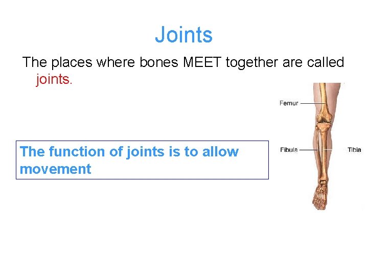 Joints The places where bones MEET together are called joints. The function of joints
