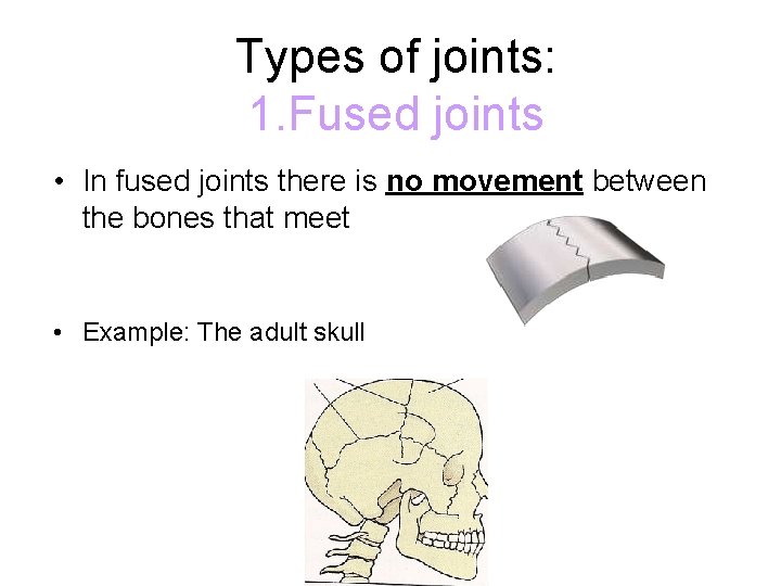 Types of joints: 1. Fused joints • In fused joints there is no movement