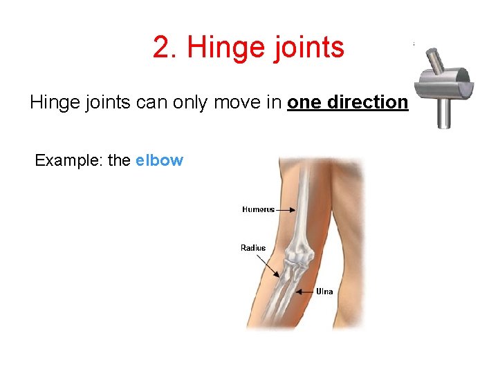 2. Hinge joints can only move in one direction Example: the elbow 