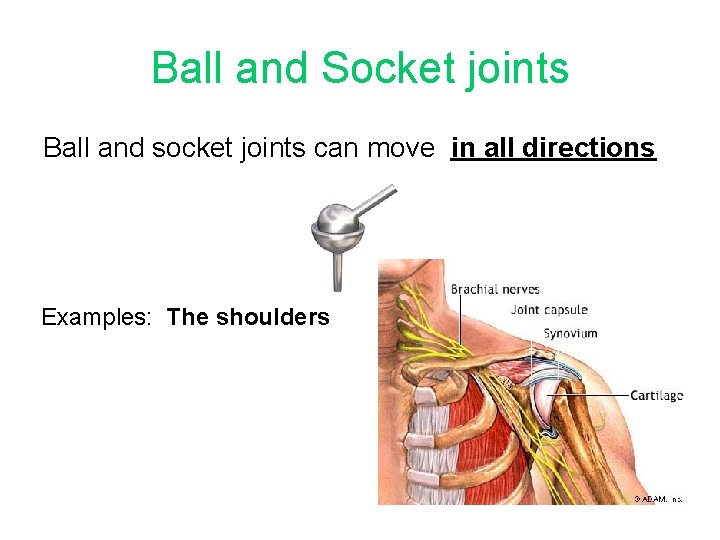 Ball and Socket joints Ball and socket joints can move in all directions Examples: