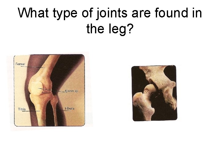 What type of joints are found in the leg? 