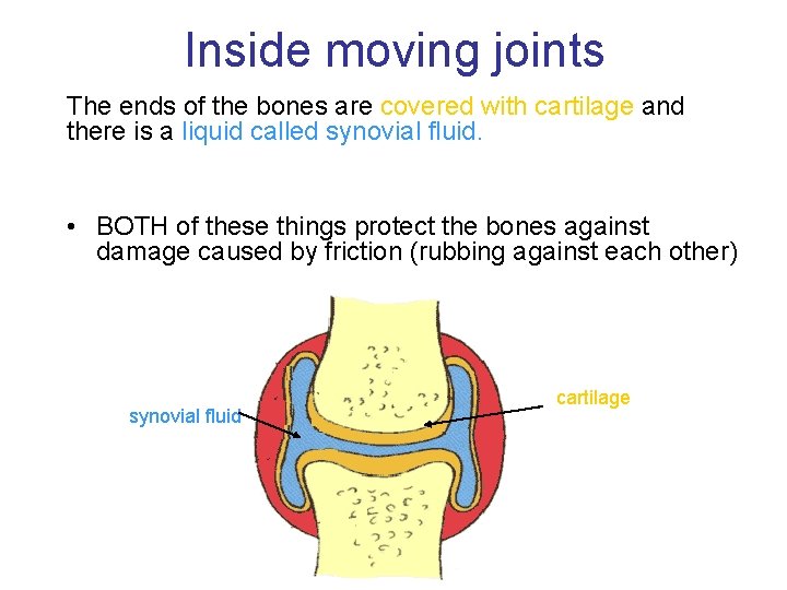 Inside moving joints The ends of the bones are covered with cartilage and there