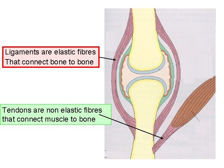 Ligaments are elastic fibres That connect bone to bone Tendons are non elastic fibres