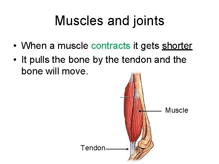 Muscles and joints • When a muscle contracts it gets shorter • It pulls