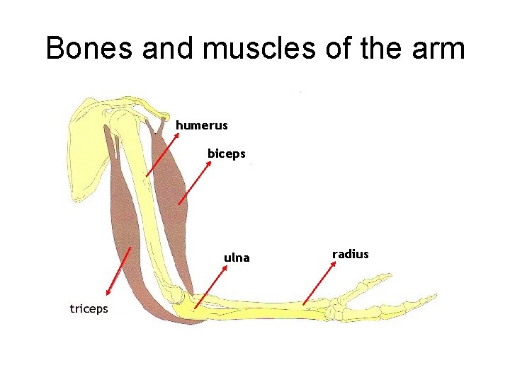 Bones and muscles of the arm humerus biceps ulna radius 