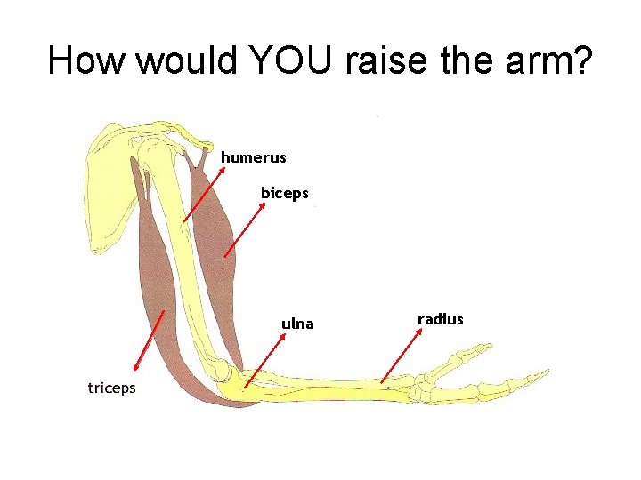How would YOU raise the arm? humerus biceps ulna radius 