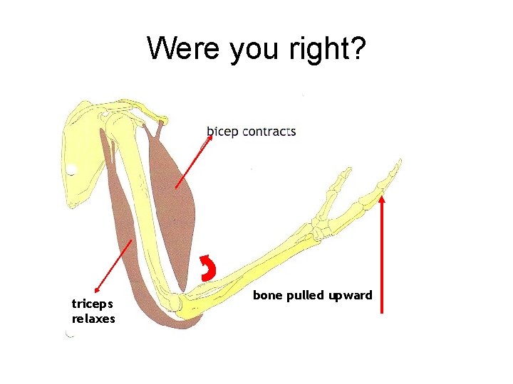 Were you right? triceps relaxes bone pulled upward 