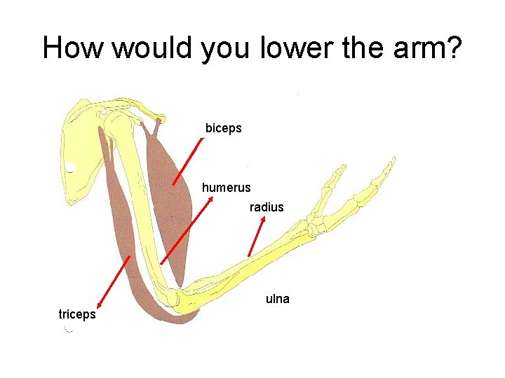 How would you lower the arm? biceps humerus radius ulna triceps 