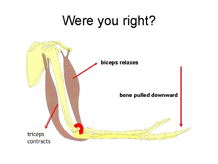 Were you right? biceps relaxes bone pulled downward 