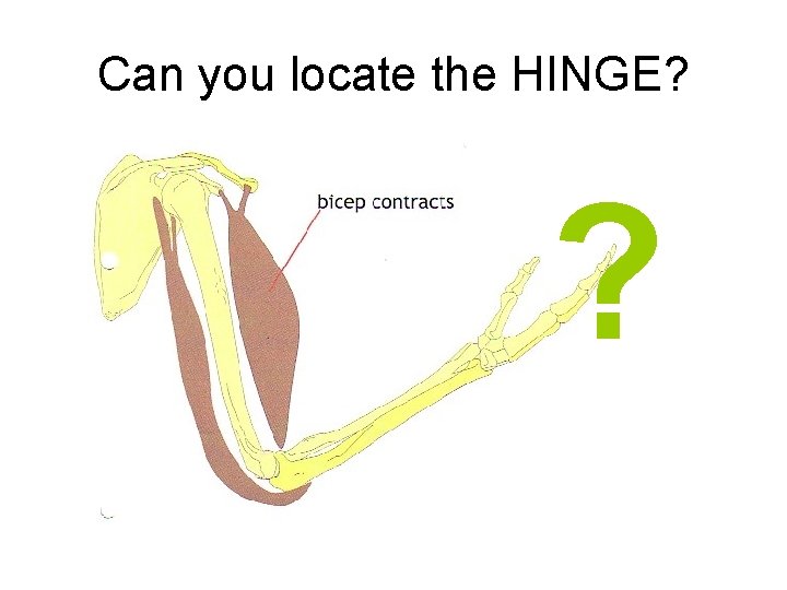 Can you locate the HINGE? ? 