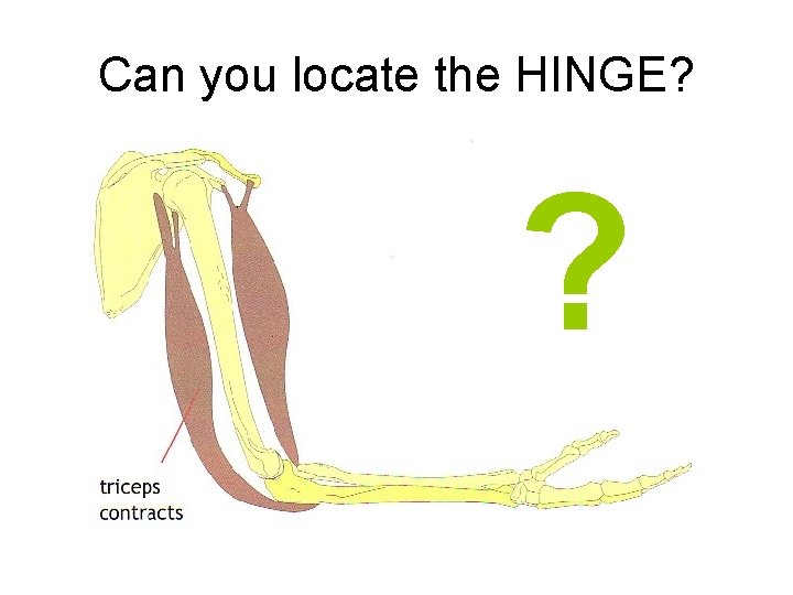 Can you locate the HINGE? ? 