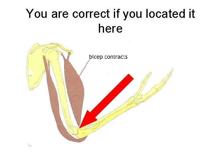 You are correct if you located it here 