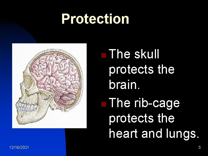 Protection The skull protects the brain. n The rib-cage protects the heart and lungs.