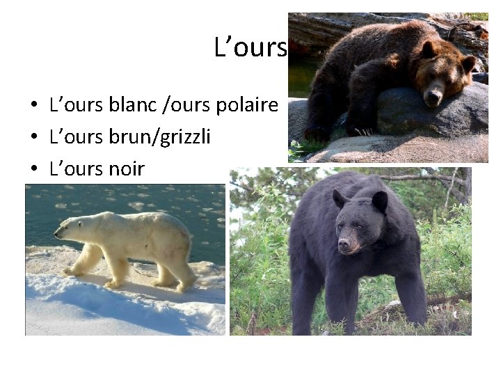 L’ours • L’ours blanc /ours polaire • L’ours brun/grizzli • L’ours noir 