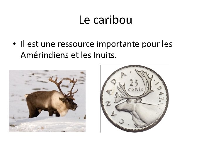 Le caribou • Il est une ressource importante pour les Amérindiens et les Inuits.