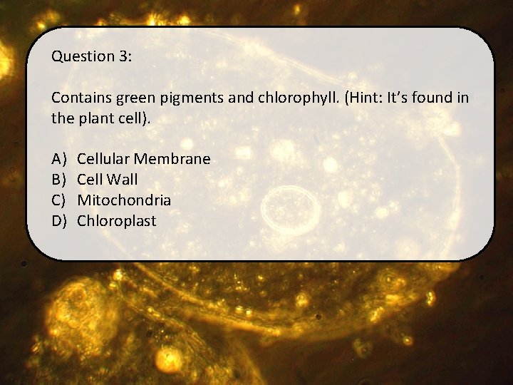 Question 3: Contains green pigments and chlorophyll. (Hint: It’s found in the plant cell).