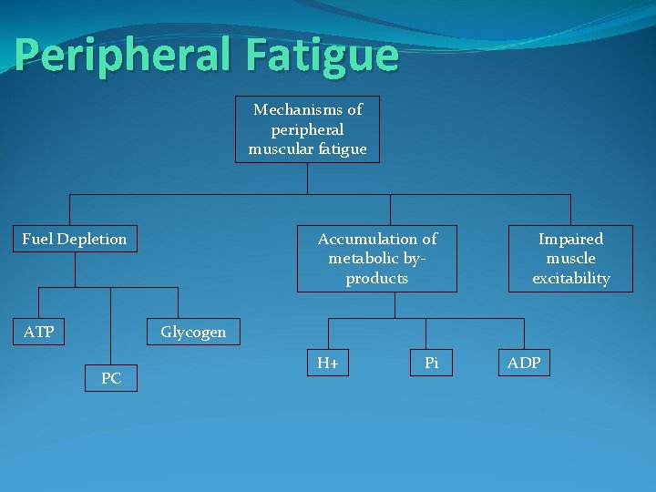 Peripheral Fatigue Mechanisms of peripheral muscular fatigue Fuel Depletion ATP Accumulation of metabolic byproducts