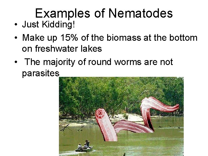 Examples of Nematodes • Just Kidding! • Make up 15% of the biomass at