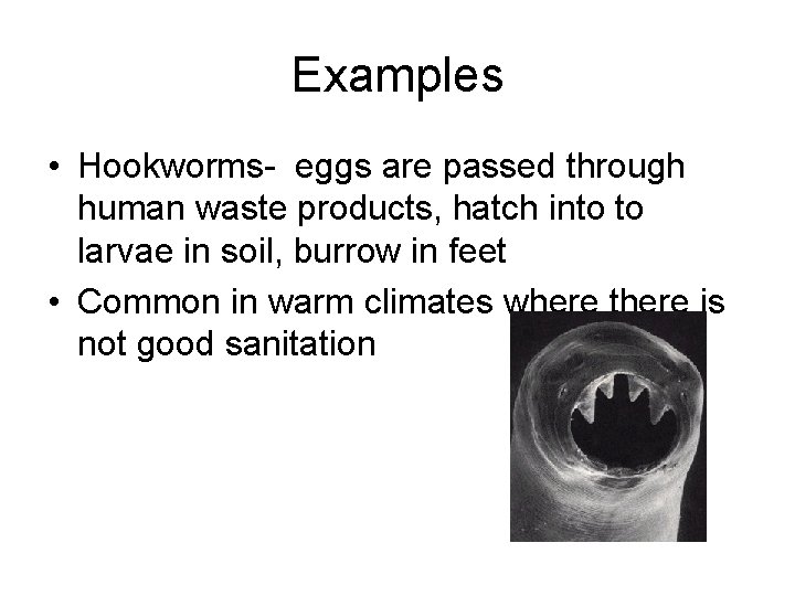 Examples • Hookworms- eggs are passed through human waste products, hatch into to larvae